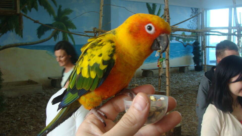 Z wizytą w Papuga House - Galeria