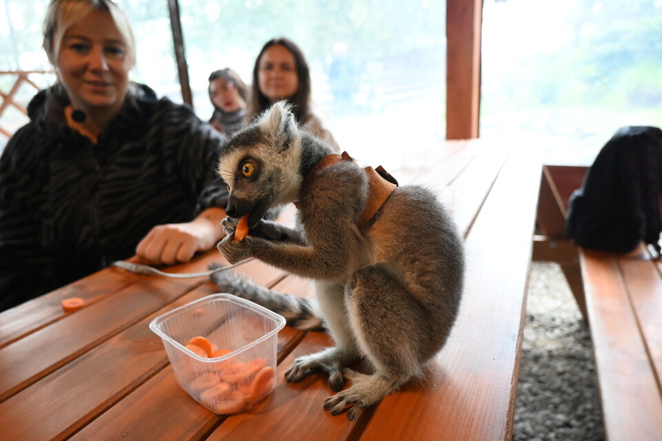 Z Wizytą w Animal Island Zoo